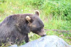 Alaska