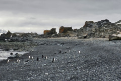 Penguins and wrecked whale boat at Half Moon Island