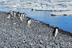 Gentoo parade