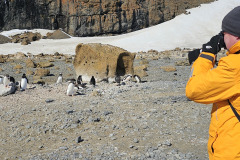 Picturing penguins