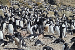 Huge gentoo colony