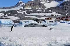 Predator and prey in co-existence