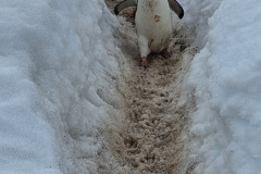 Penguin Highway