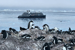Colony overlooking ship