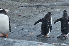 Penguins at Pleneau Island