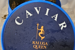 The famous Seabourn caviar event