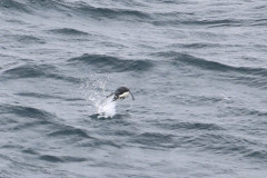 First penguin