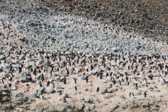 Giant Adelie penguin colony