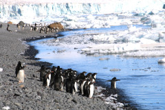 Gentoo penguins for a swim