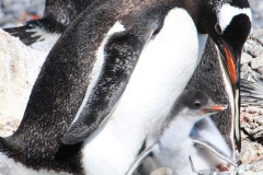 gentoo with her cub