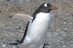 Gentoo
