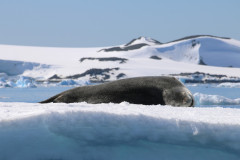 First leopard seal