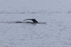 Another humpback in the bay