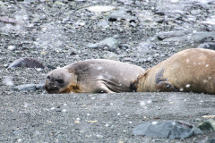 Molting seals