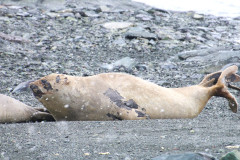 Molting seals