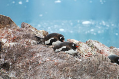 Gentoos on the nest