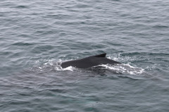 Humpback in Paradise Harbour