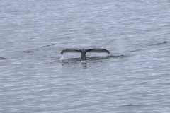 Humpback in Paradise Harbour