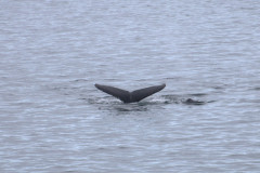 Humpback in Paradise Harbour