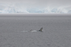 Humpback in Paradise Harbour