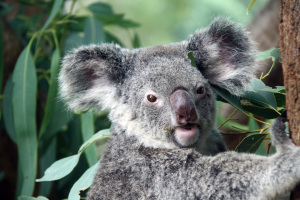 Australia 2013
