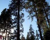 1222796394_resized