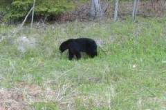 1222811480_resized