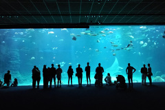 Boulogne-sur-Mer, Europe's greatest aquarium
