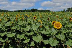 Sunflower fields near Tulle