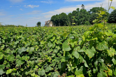 Bourgogne vineyard