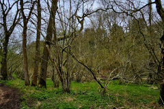 Mythical Wychwood Forest