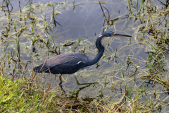IMG_4678