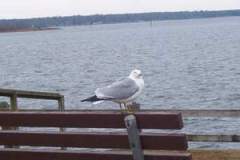 1222886283_resized