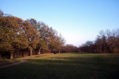 1222890743_resized
