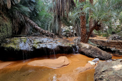 Terjit Oasis