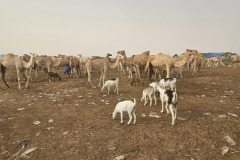 Camel market, Nouakchott