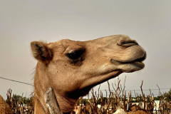 Camel market, Nouakchott