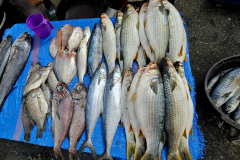 Fish market, Nouakchott