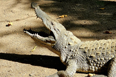 Arrived in the Gambia, Kachikally Crocodile pool