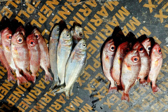 Tanjeh Fish Market