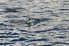 IMG_1212