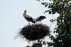 romania17