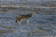 IMG_7171