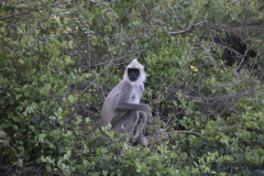 IMG_8678