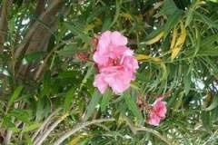 1222983529_resized