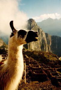 lama-001