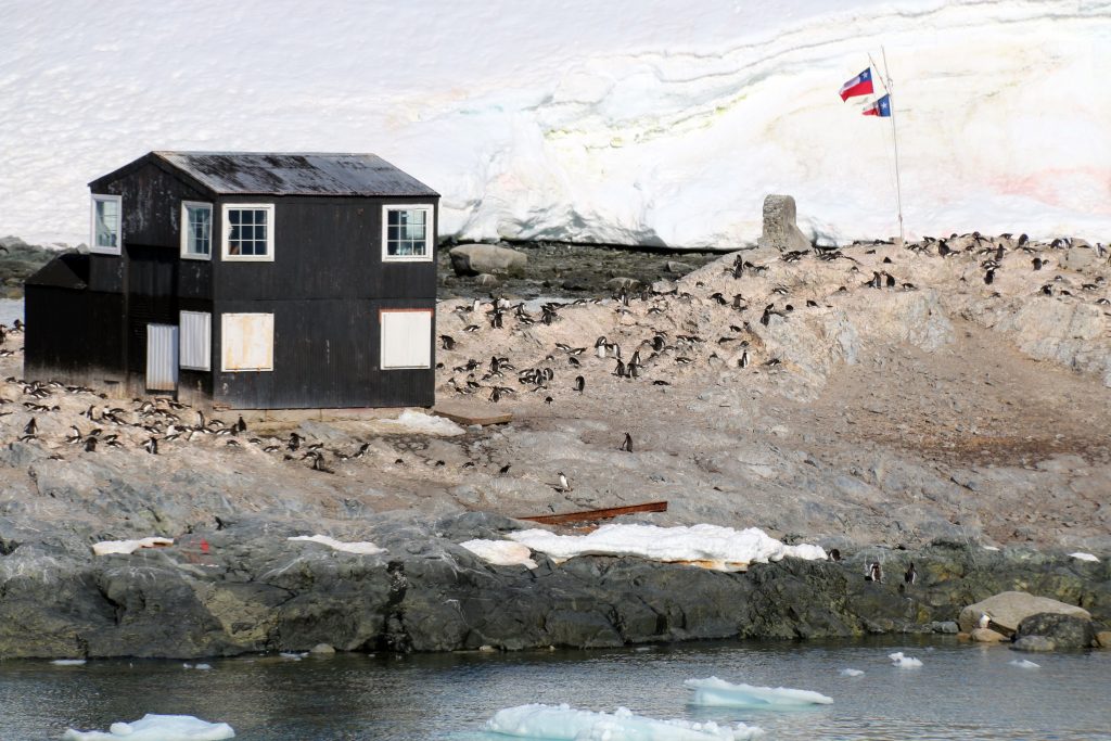 Pingvinerne har taget over