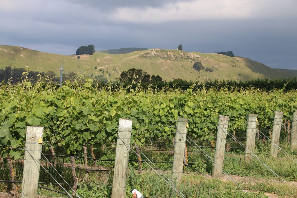 Idyl i Martinborough