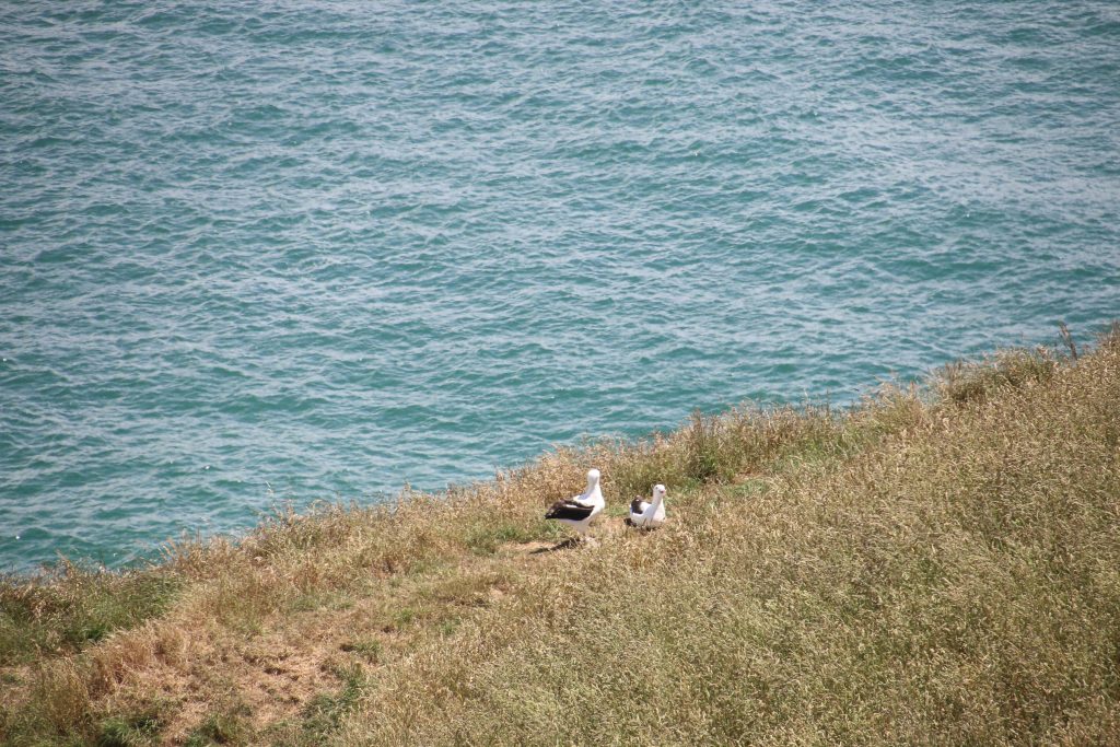 Albatrosser
