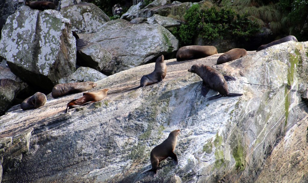 Pelssæler, Milford Sound